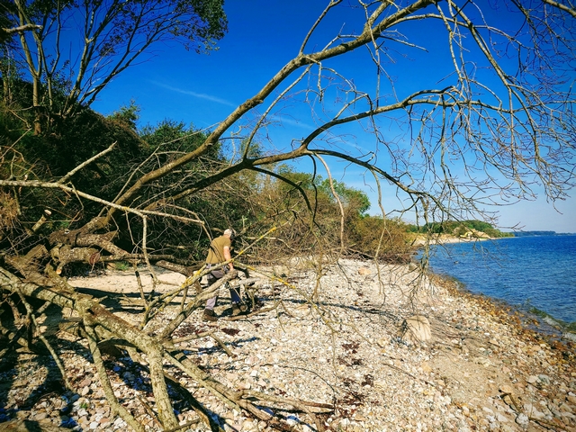 Stigruppen fjerne grene på stranden