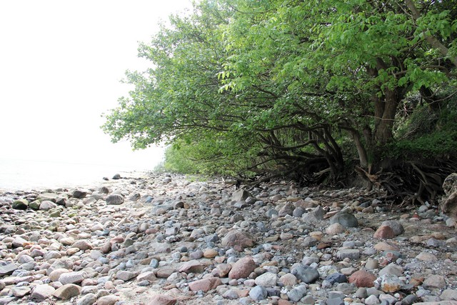 Stenet strand og væltede træer ved klinten ved Barsø Landing på Løjt Land