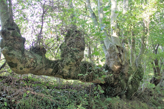 Et gammelt nedtveget træ på Maren Kasses forte